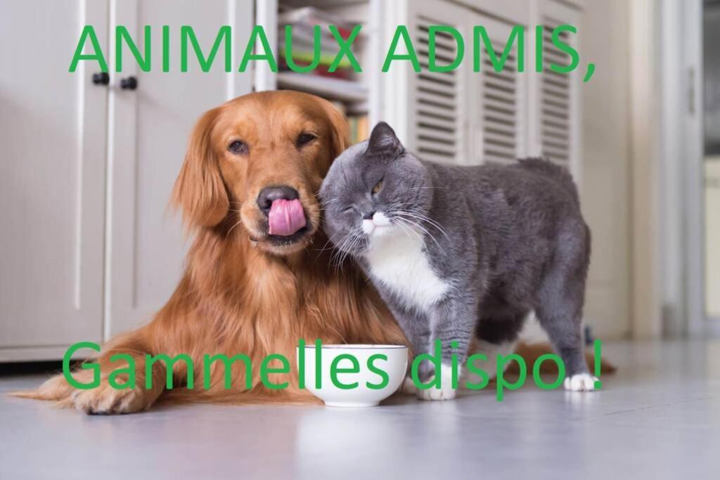 Charmant T2 En Coeur De Ville - 2 Lits + Lit Bebe - Wifi - Imprimante 卡尔卡松 外观 照片